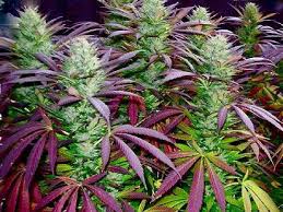 purple buds.jpg purple buds.jpg